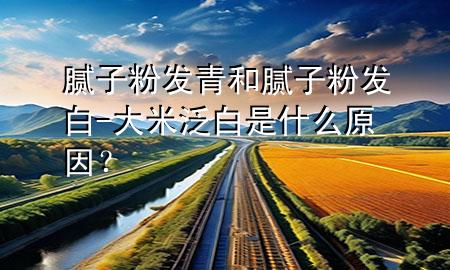 膩?zhàn)臃郯l(fā)青和膩?zhàn)臃郯l(fā)白-大米泛白是什么原因？